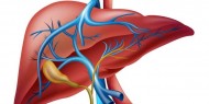 أطعمة تجدد أنسجة الكبد وتطهره من السموم