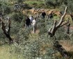 مستعمرون يقطعون أشجارا في كفر نعمة غرب رام الله