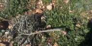  الاحتلال يقتلع عشرات أشجار الزيتون شرق قلقيلية