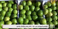 موسم الجوافة في غزة إنتاج وفير وإقبال واسع